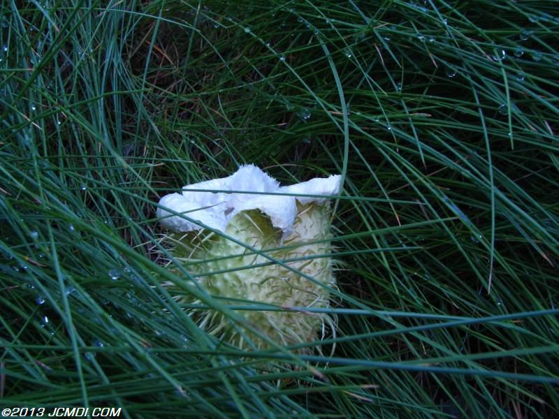 The Alien Seeds fruit from the Wild Cucumber plant (also called Man-Root), looks somewhat like the seed pod from the movie Alien!